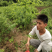 李子树苗嫁接苗脆李红心李子苗地栽果树南北方种植晚熟当年结