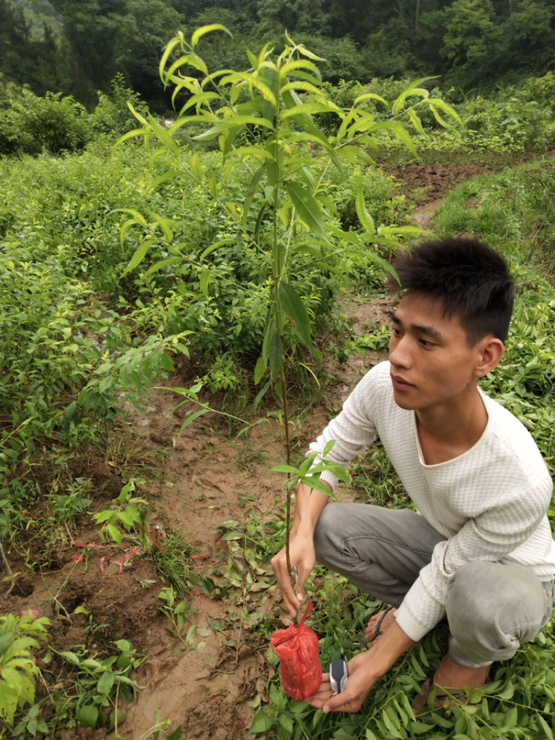 李子树苗嫁接苗脆李红心李子苗地栽果树南北方种植晚熟当年结