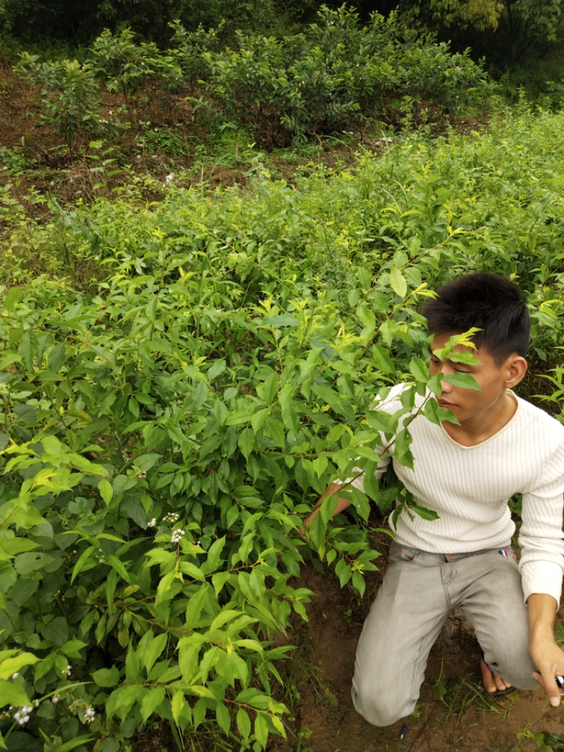 李子树苗嫁接苗脆李红心李子苗地栽果树南北方种植晚熟当年结