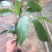 荔枝树苗妃子笑无核A4嫁接果树苗桂味糯米糍白糖罂鸡嘴荔三