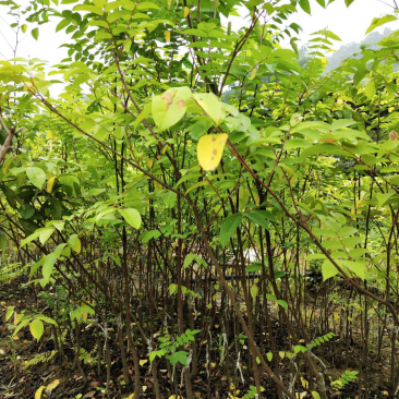 台湾甜杨桃嫁接果树苗杨桃苗庭院植物杨桃树苗可盆栽当年结果