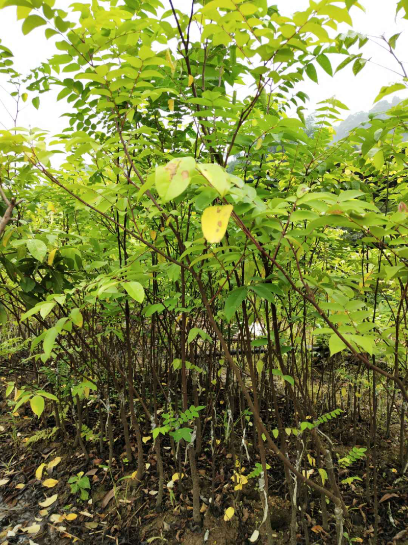 台湾甜杨桃嫁接果树苗杨桃苗庭院植物杨桃树苗可盆栽当年结果