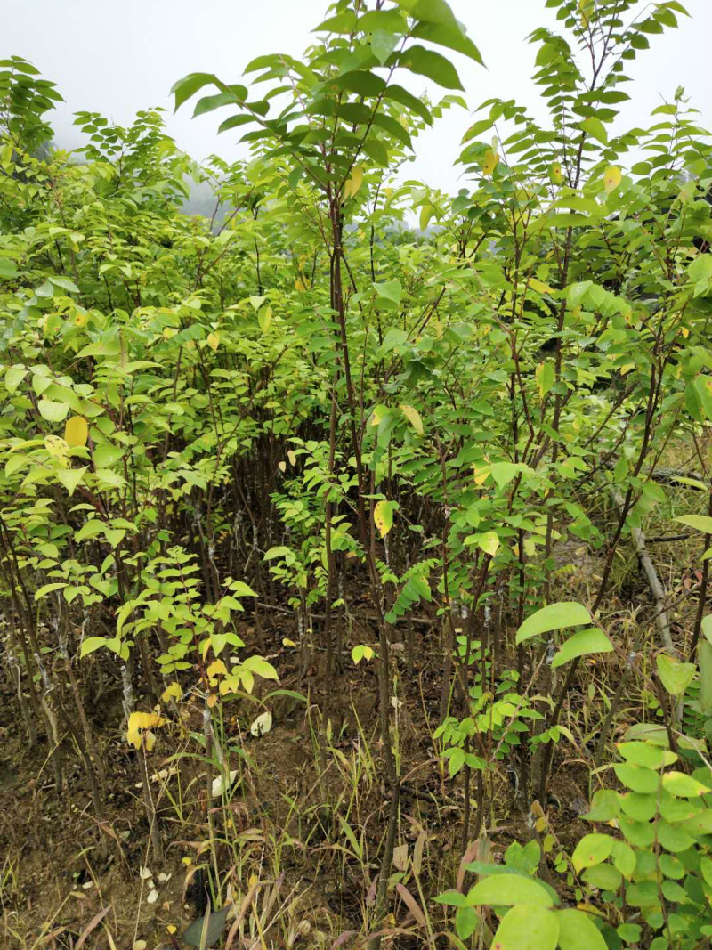 台湾甜杨桃嫁接果树苗杨桃苗庭院植物杨桃树苗可盆栽当年结果