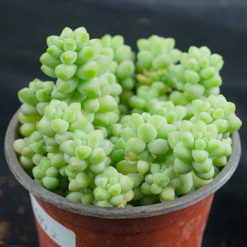 多肉植物稀有品种老桩群生桃蛋多头贵货组合盆栽净化空气玉坠
