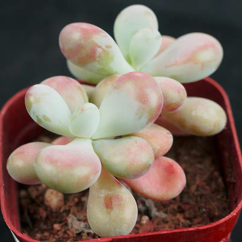 多肉植物稀有品种老桩群生桃蛋多头贵货组合盆栽净化空气玉坠