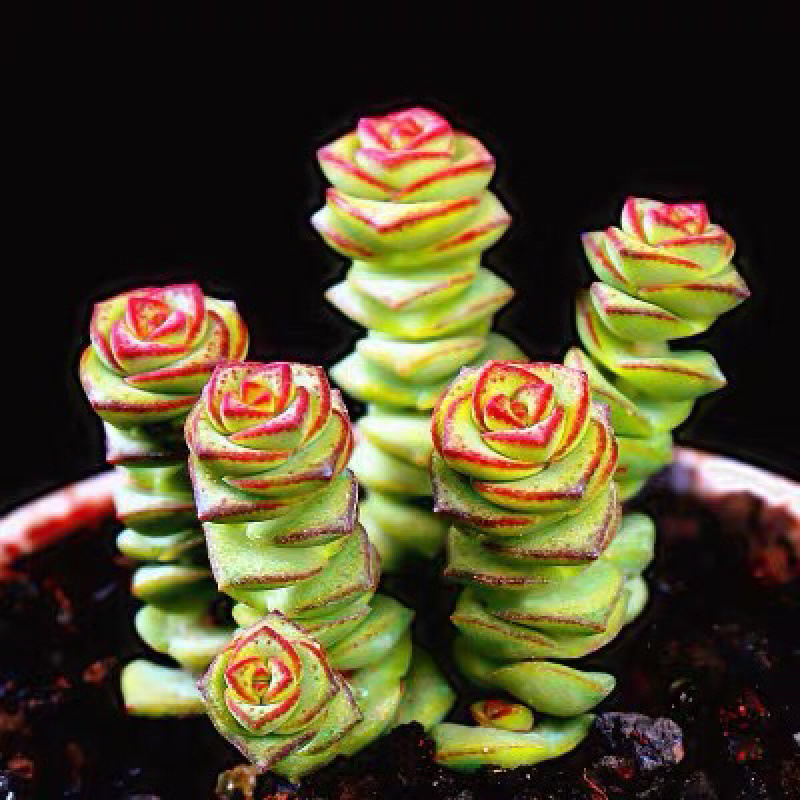 多肉植物新款爆盆套餐摆件空气新手超大稀有罕见品种简约室内