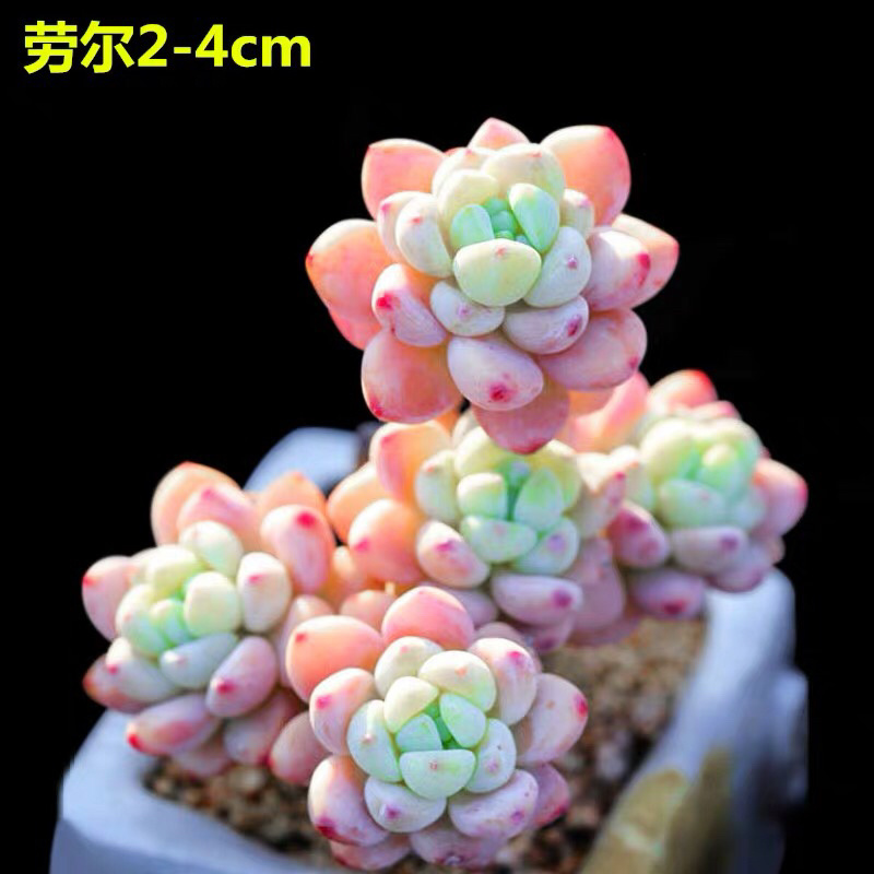 多肉植物新款爆盆套餐摆件空气新手超大稀有罕见品种简约室内