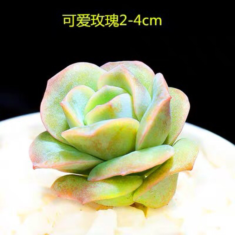 多肉植物新款爆盆套餐摆件空气新手超大稀有罕见品种简约室内