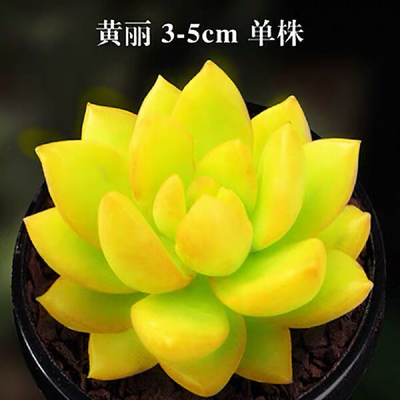 多肉植物新款爆盆套餐摆件空气新手超大稀有罕见品种简约室内