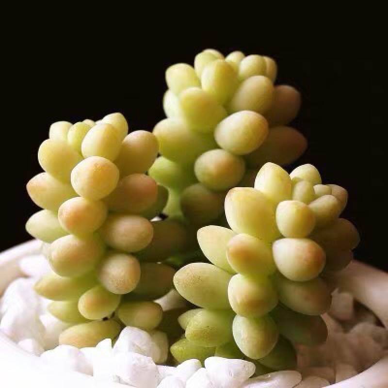 多肉植物新款爆盆套餐摆件空气新手超大稀有罕见品种简约室内