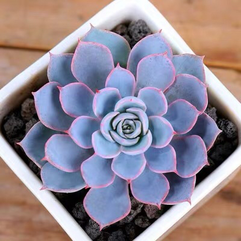 稀有多肉植物小贵货一筐一拍新款爆盆九尾狐猴尾巴含盆不死鸟