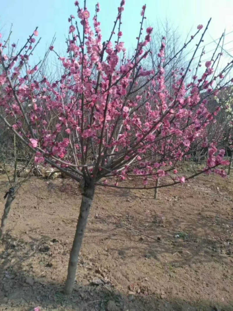 基地直销榆叶梅美人梅红梅苗圃货源代发全国