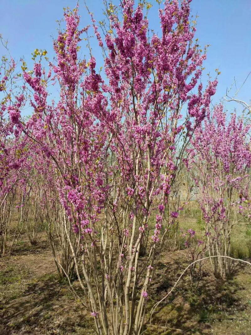 苗圃直销丛生紫荆独杆紫荆工程苗代发全国