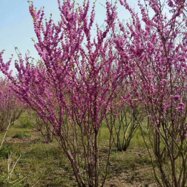 苗圃直销丛生紫荆独杆紫荆工程苗代发全国