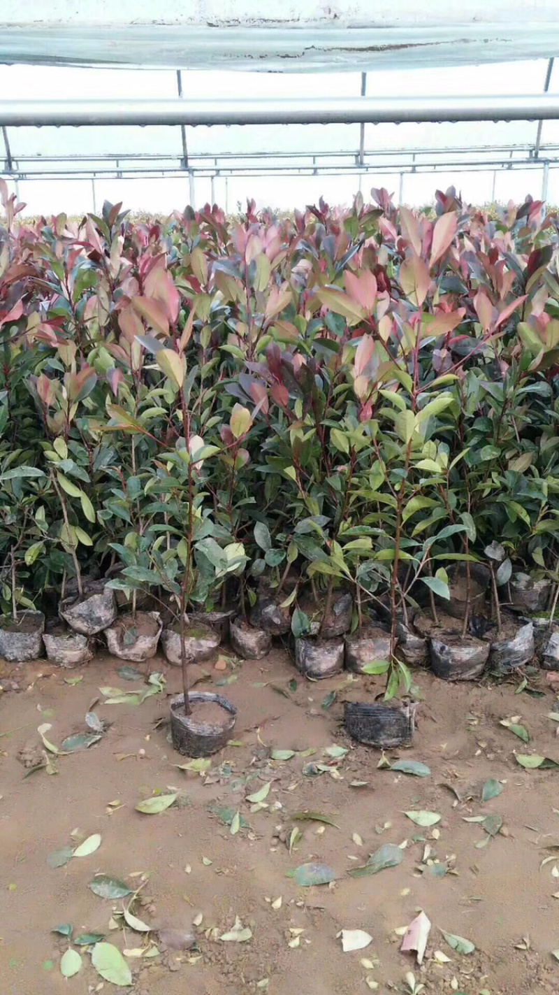 苗圃优质红叶石楠苗冠幅15到30公分量大从优质量保证