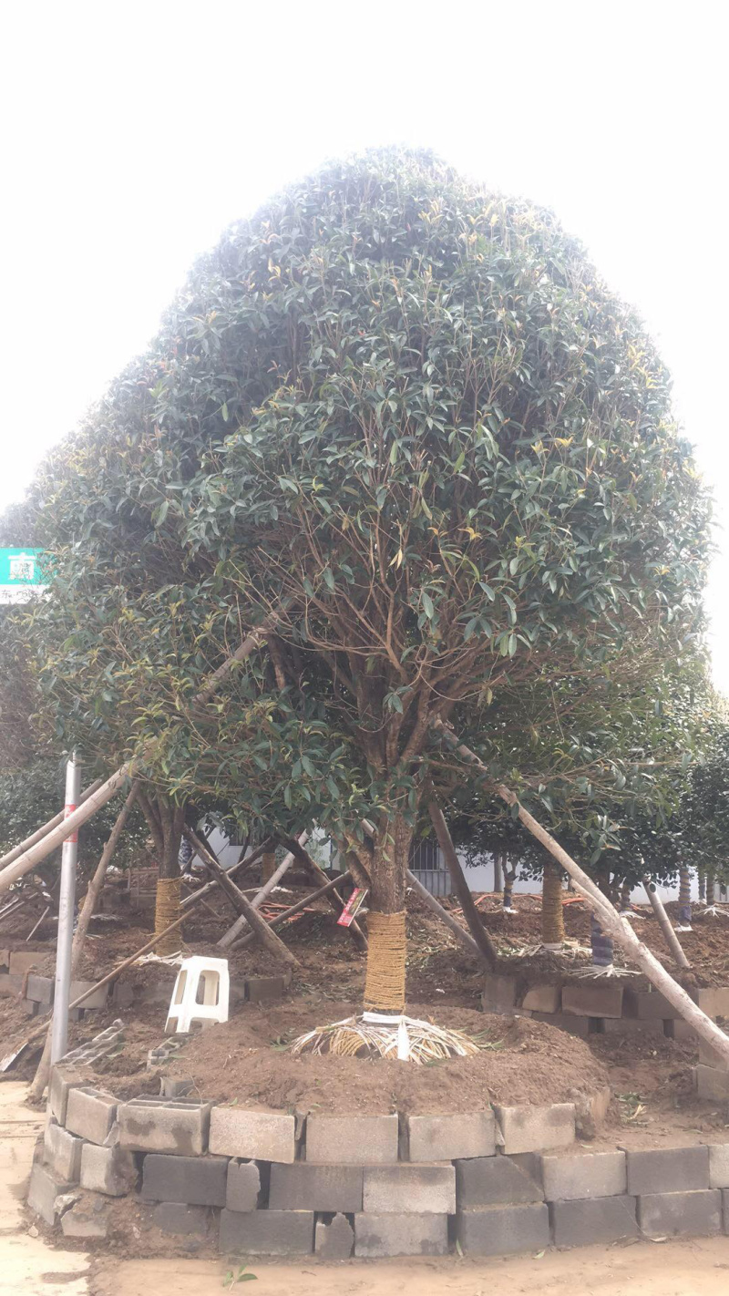 精品桂花四季桂金桂丹桂规格齐全质量保证