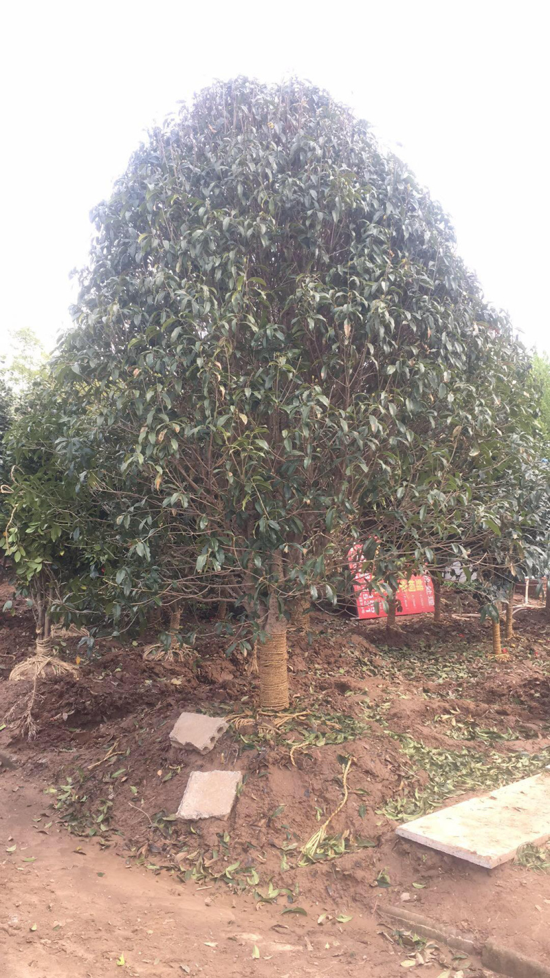 精品桂花四季桂金桂丹桂规格齐全质量保证