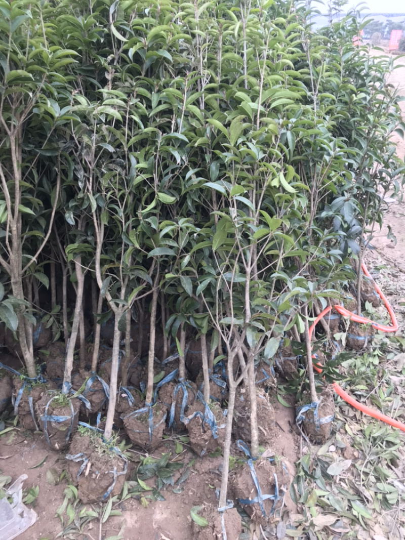 精品桂花四季桂金桂丹桂规格齐全质量保证