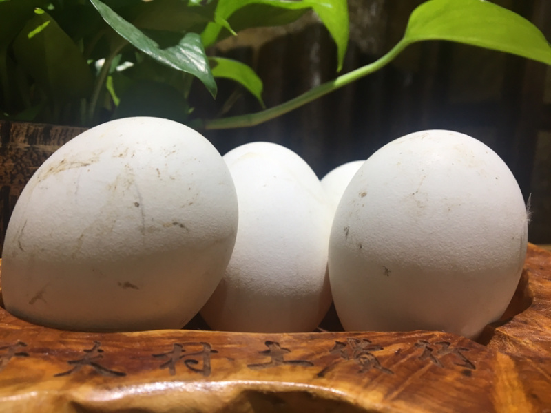 农家土货—-粮食散养鹅蛋
