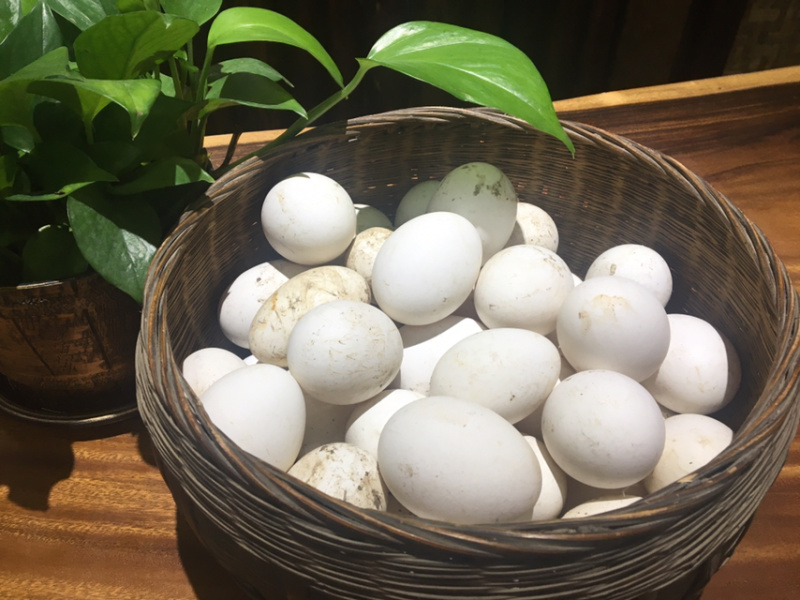 农家土货—-粮食散养鹅蛋