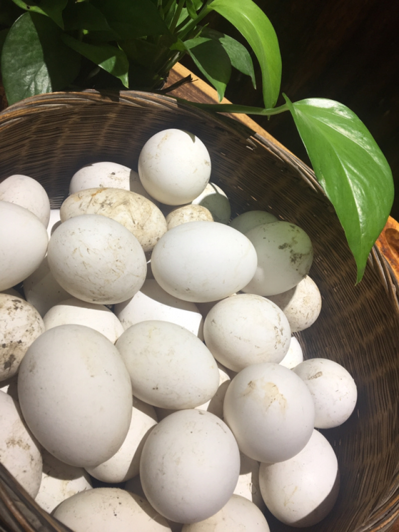 农家土货—-粮食散养鹅蛋
