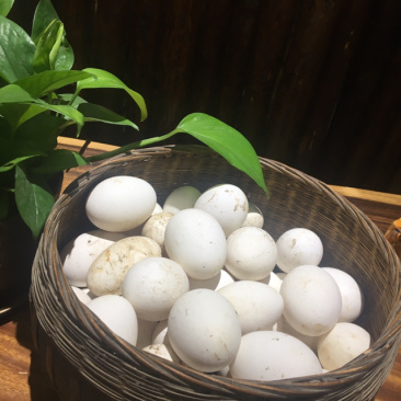 农家土货—-粮食散养鹅蛋