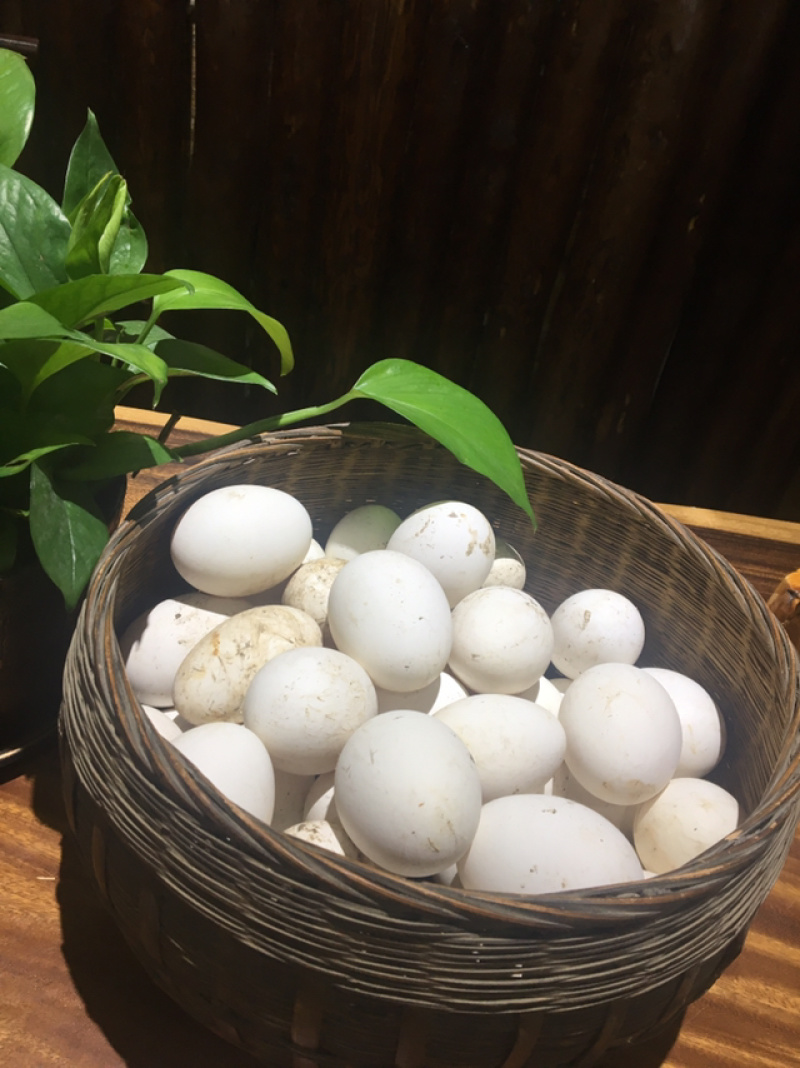 农家土货—-粮食散养鹅蛋