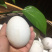 农家土货—-粮食散养鹅蛋