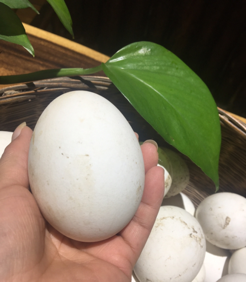 农家土货—-粮食散养鹅蛋