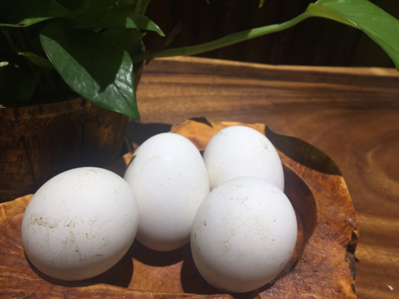 农家土货—-粮食散养鹅蛋