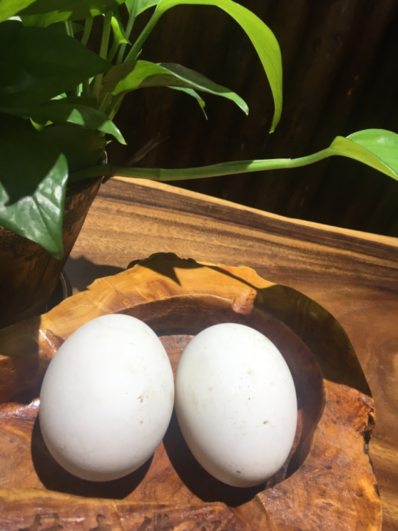 农家土货—-粮食散养鹅蛋