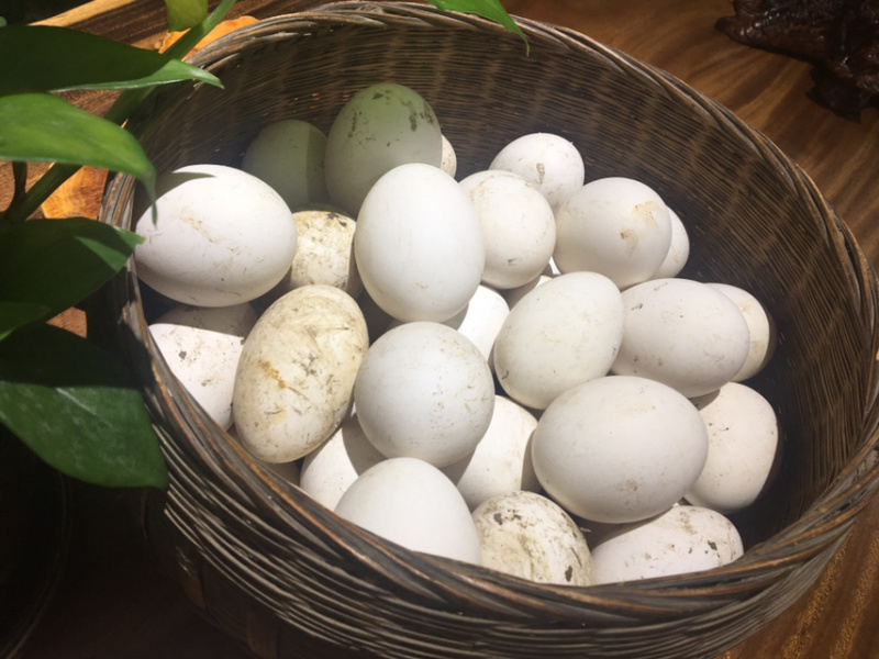 农家土货—-粮食散养鹅蛋