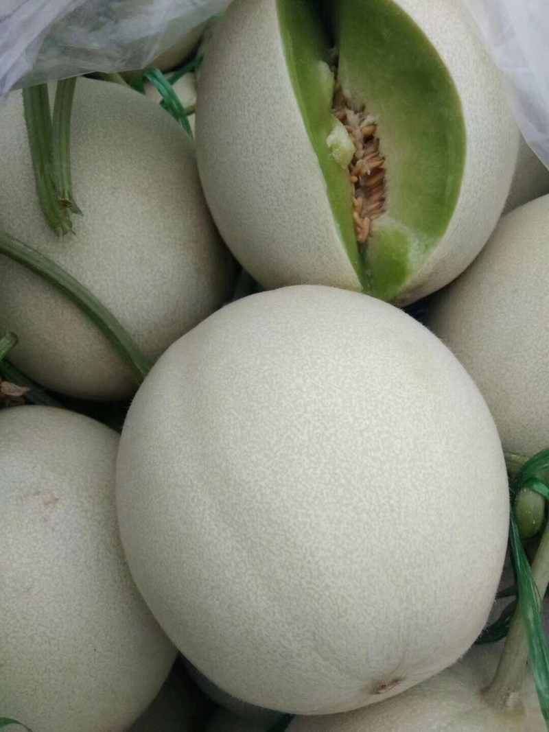 玉菇蜜瓜、产地代收代发各种瓜果、…………