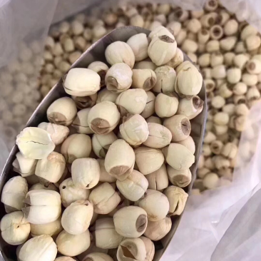 莲子