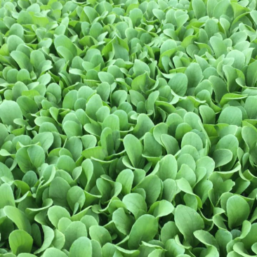 鸡毛菜