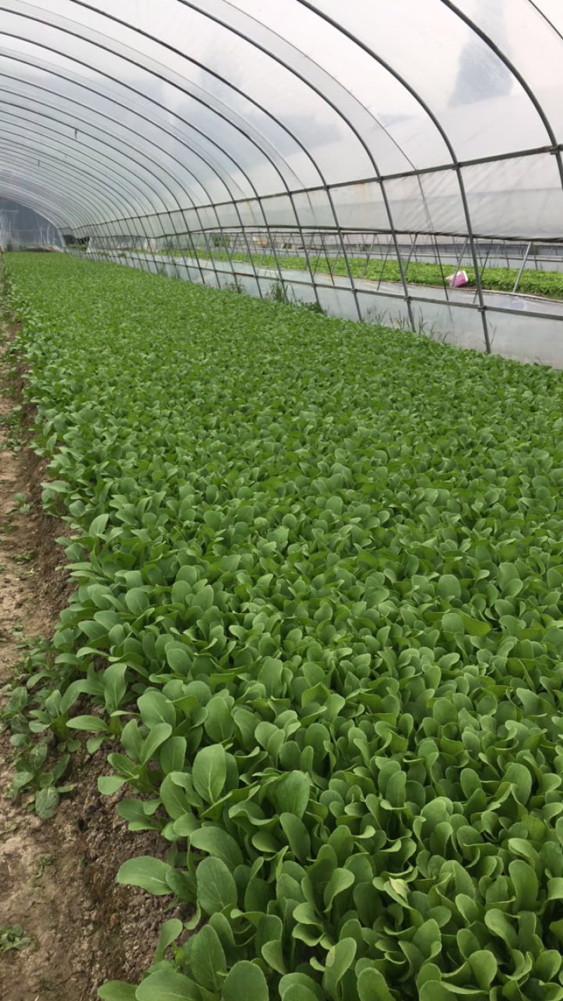 鸡毛菜