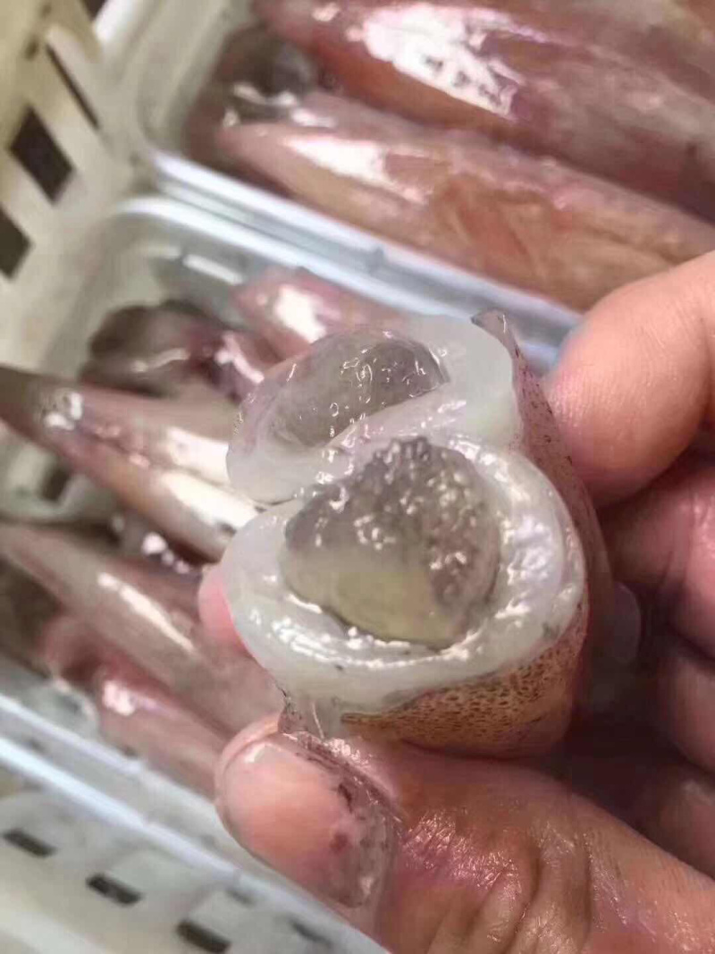 鱿鱼母，全部带饭，口感清脆