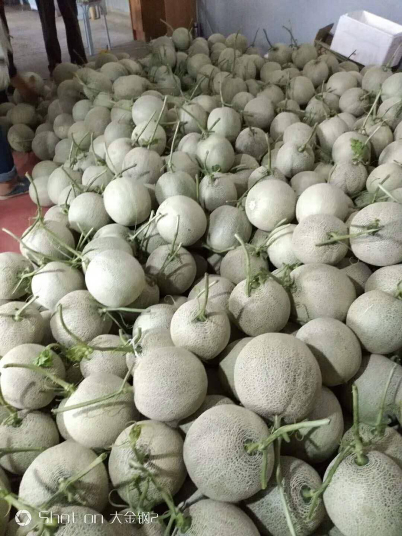 哈密瓜，耀龙，耀农，都之果等