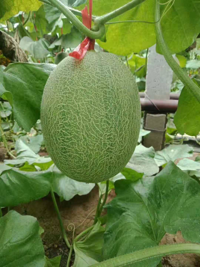 哈密瓜，耀龙，耀农，都之果等