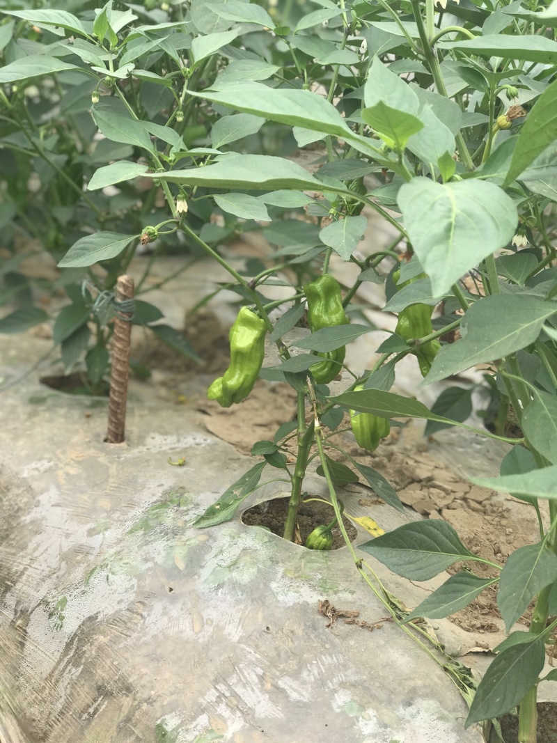 优质薄皮椒芜湖椒