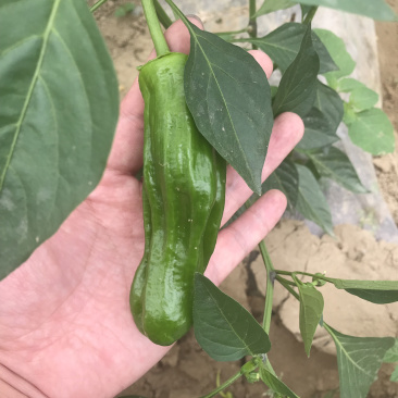 优质薄皮椒芜湖椒