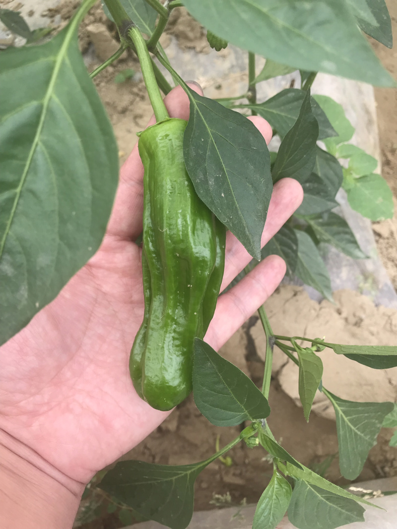 优质薄皮椒芜湖椒