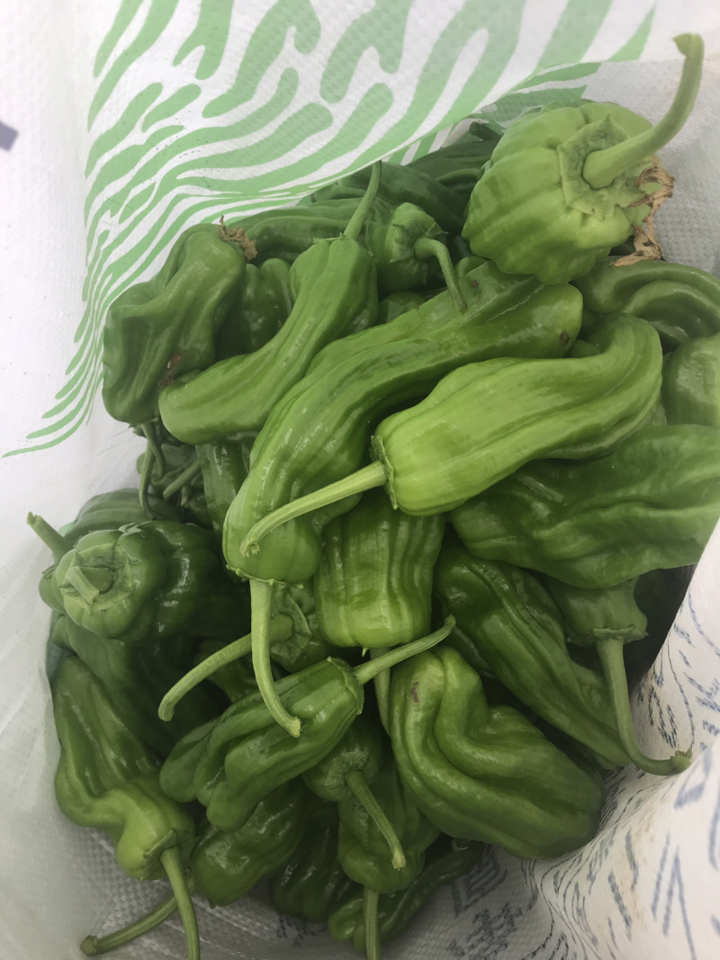 优质薄皮椒芜湖椒