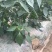 优质薄皮椒芜湖椒