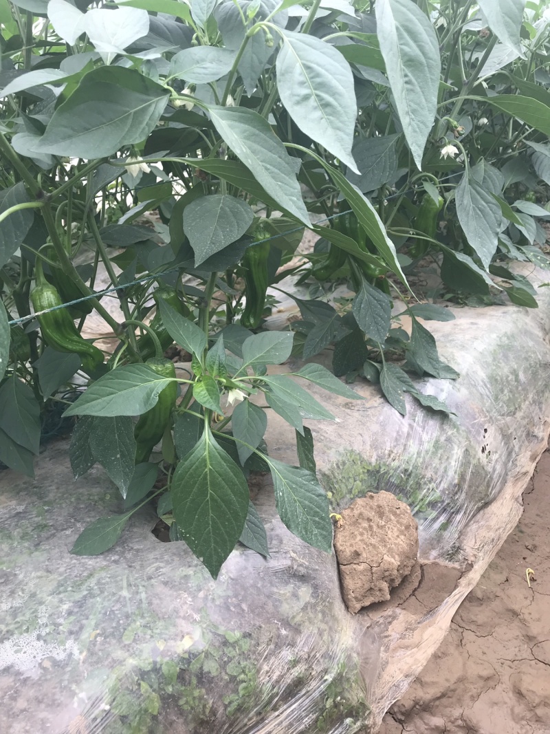 优质薄皮椒芜湖椒