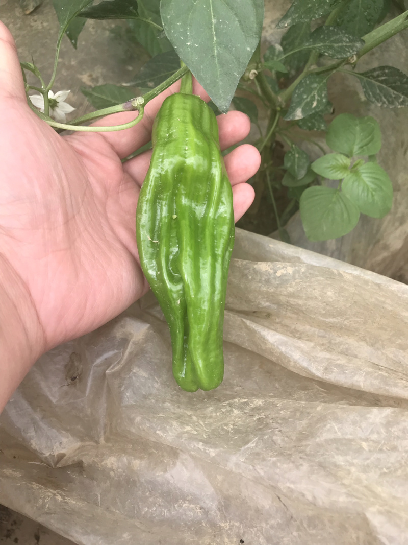 优质薄皮椒芜湖椒
