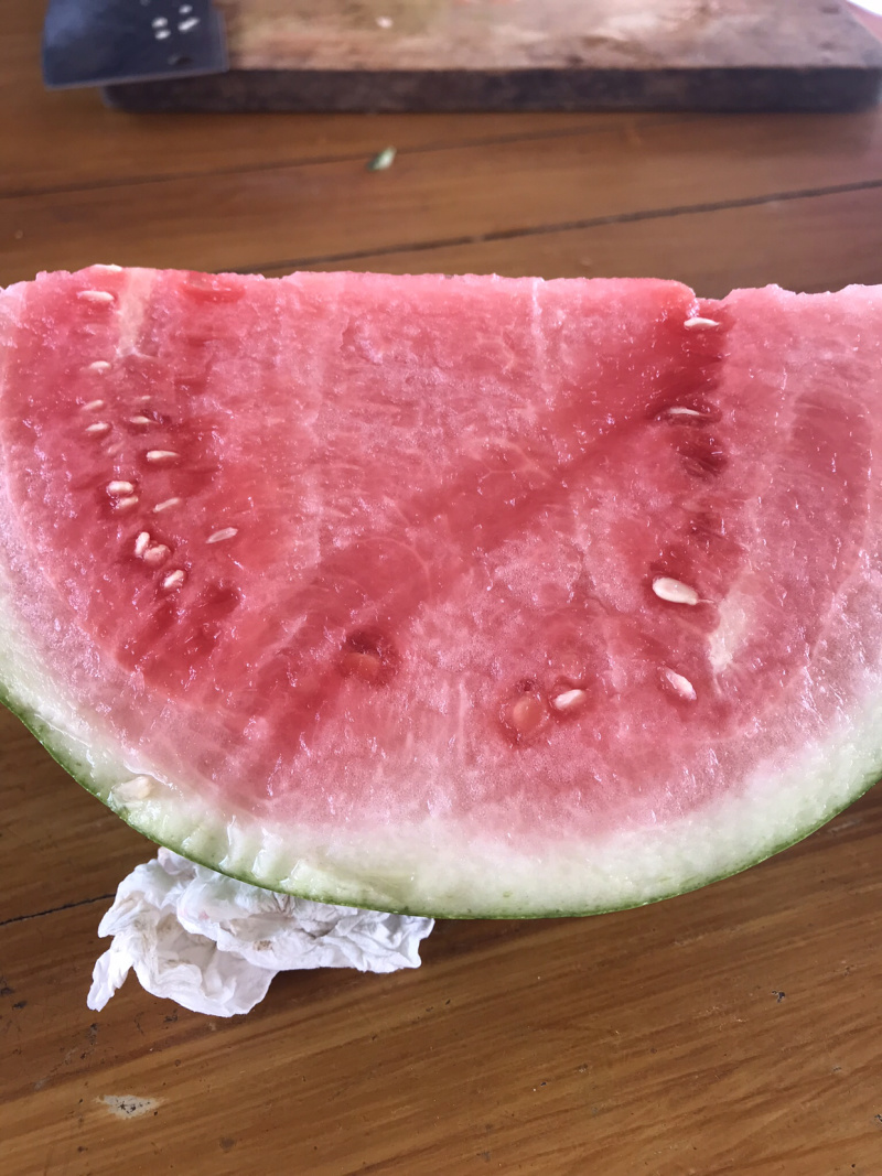 浙江东台美嘟以大量上市欢迎👏👏联系