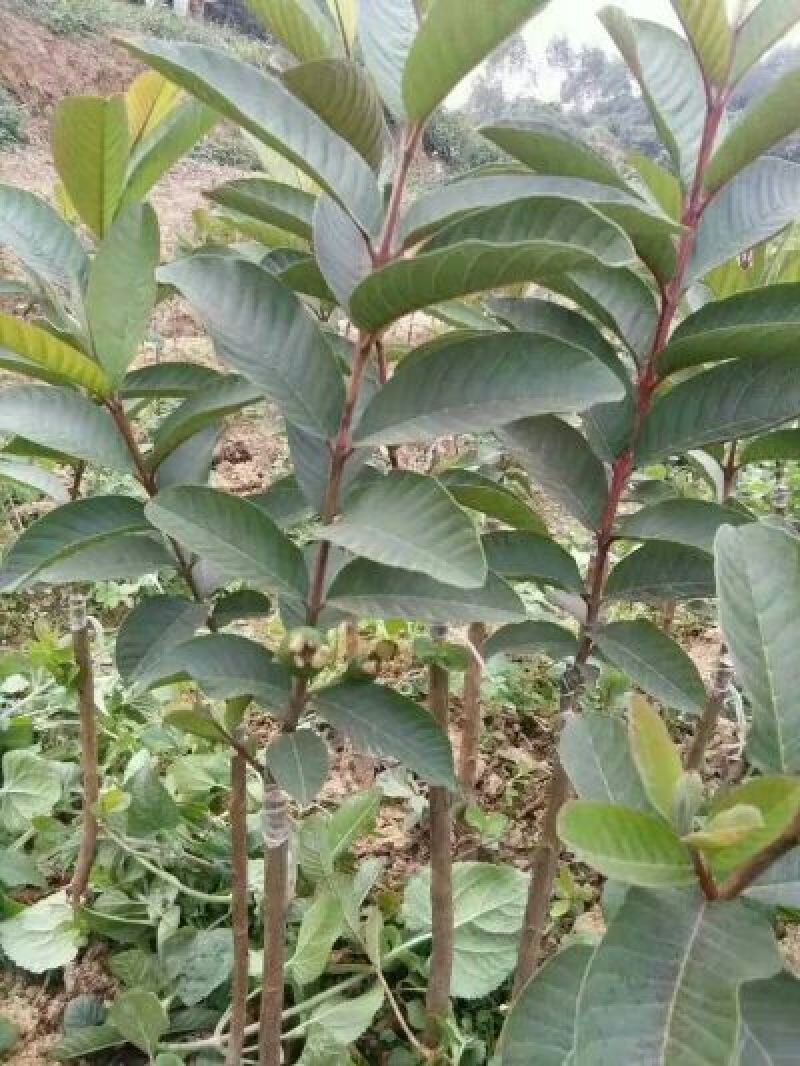 番石榴苗