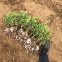 龙柏，龙柏工程苗大量出售中，高度30到1米