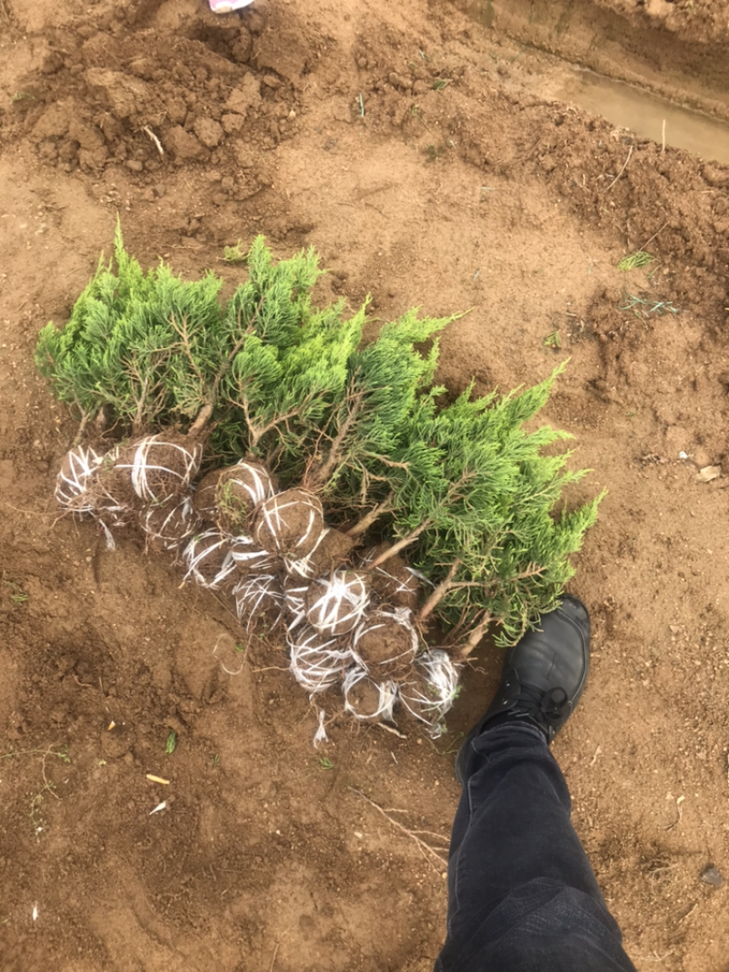 龙柏，龙柏工程苗大量出售中，高度30到1米
